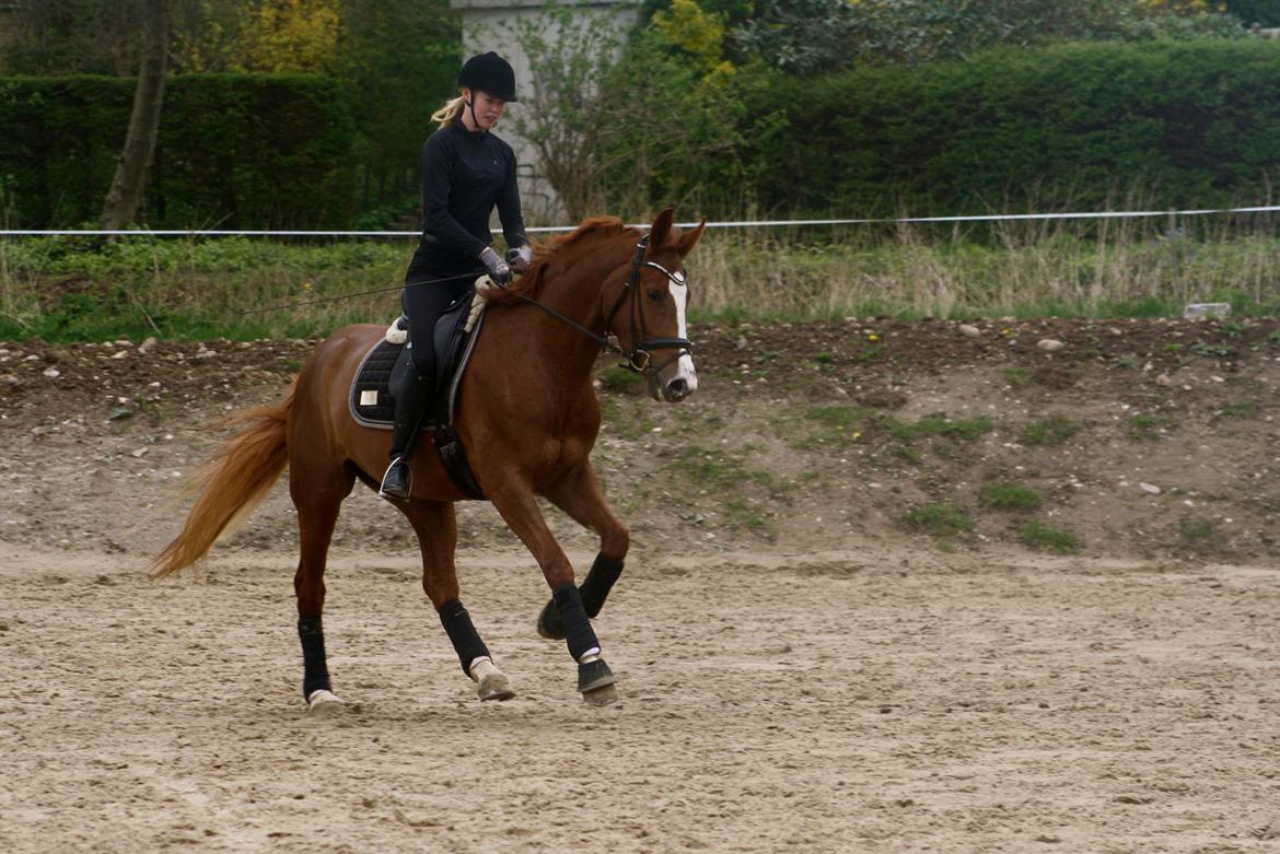 Dansk Varmblod Dia-Lotto Landlyst billede 14