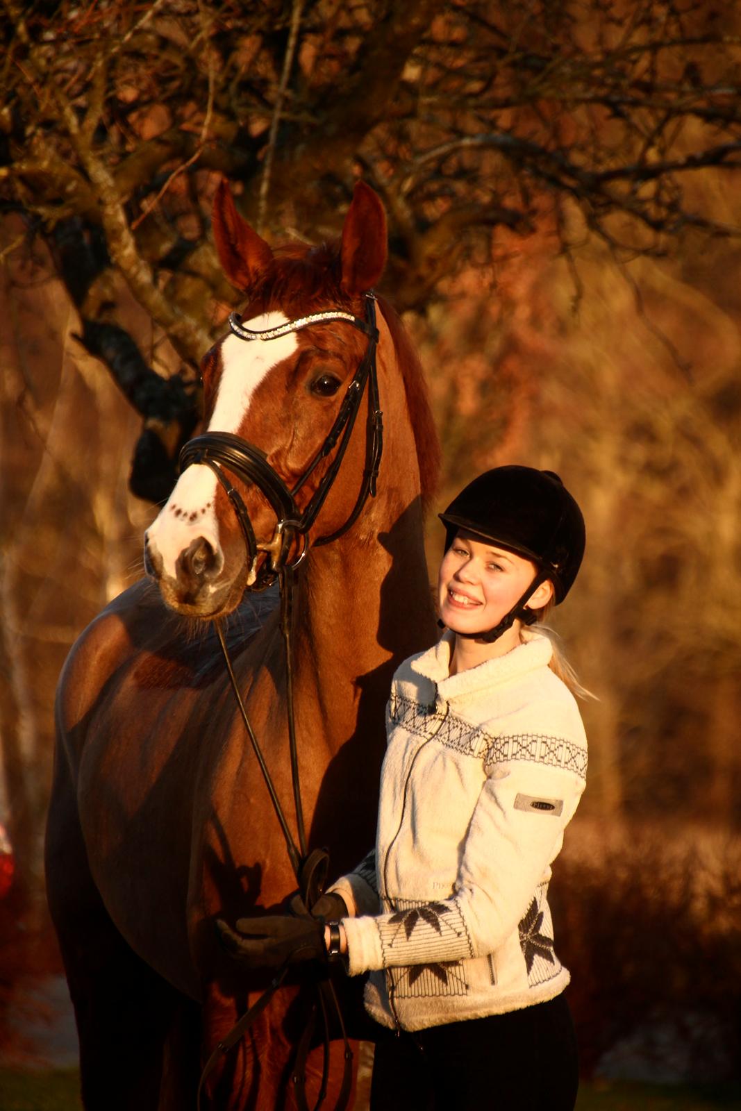 Dansk Varmblod Dia-Lotto Landlyst billede 17