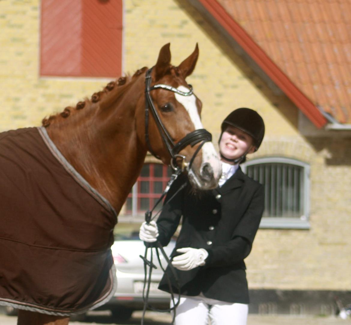 Dansk Varmblod Dia-Lotto Landlyst billede 4