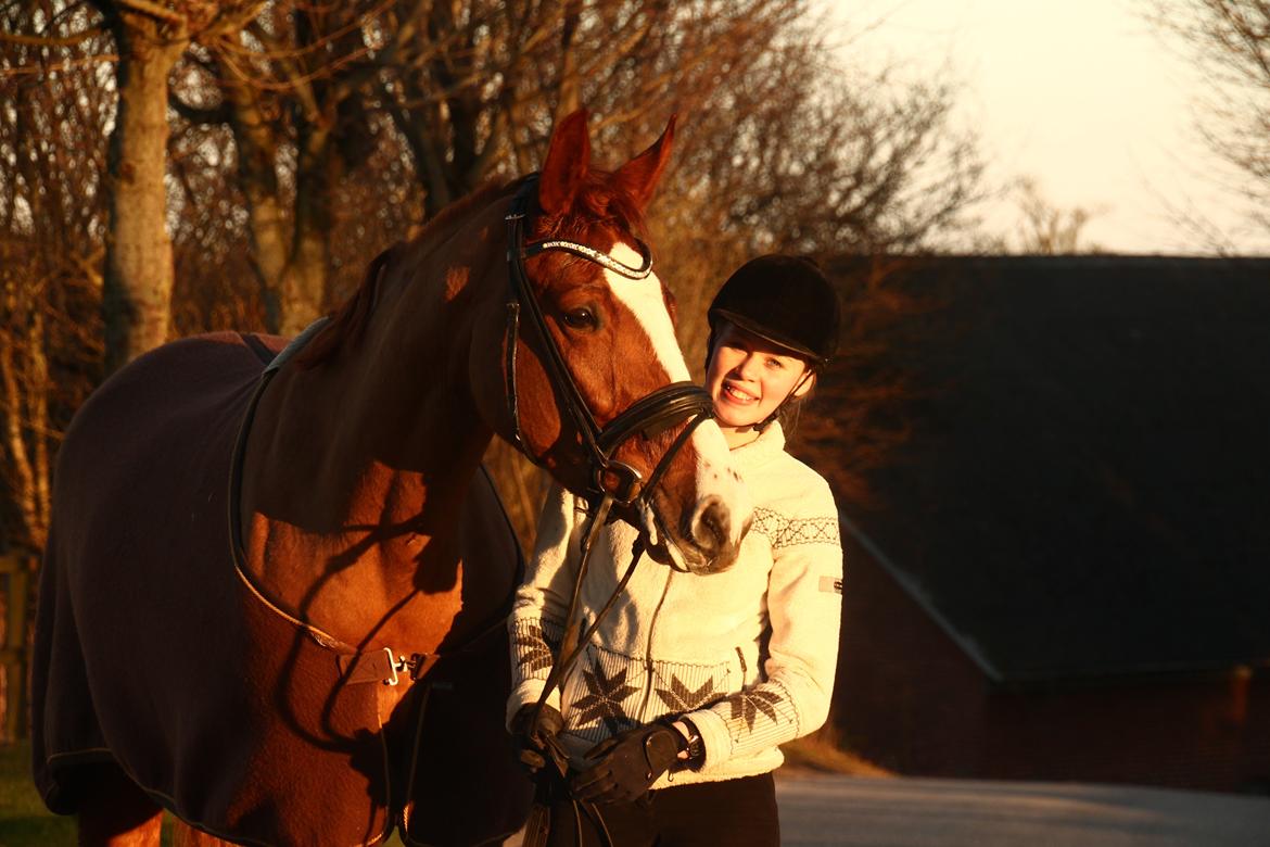 Dansk Varmblod Dia-Lotto Landlyst billede 19