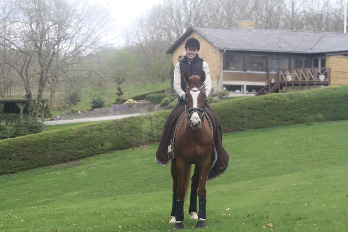 Dansk Varmblod Dia-Lotto Landlyst billede 9