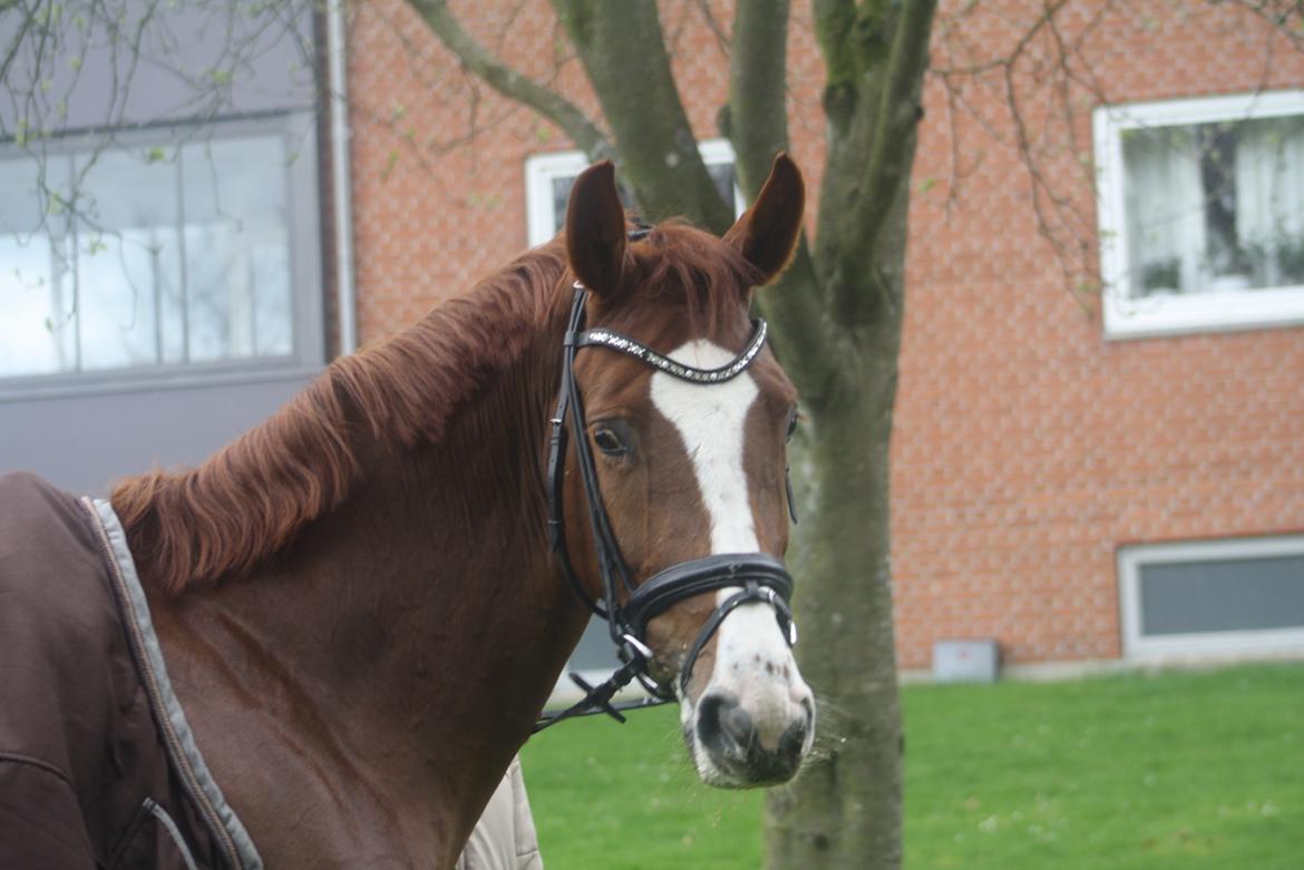 Dansk Varmblod Dia-Lotto Landlyst billede 11