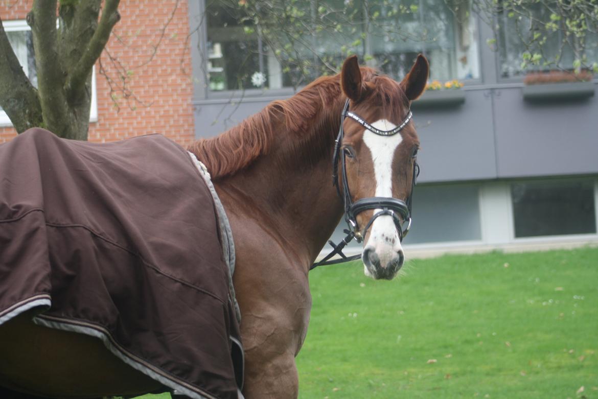 Dansk Varmblod Dia-Lotto Landlyst billede 6