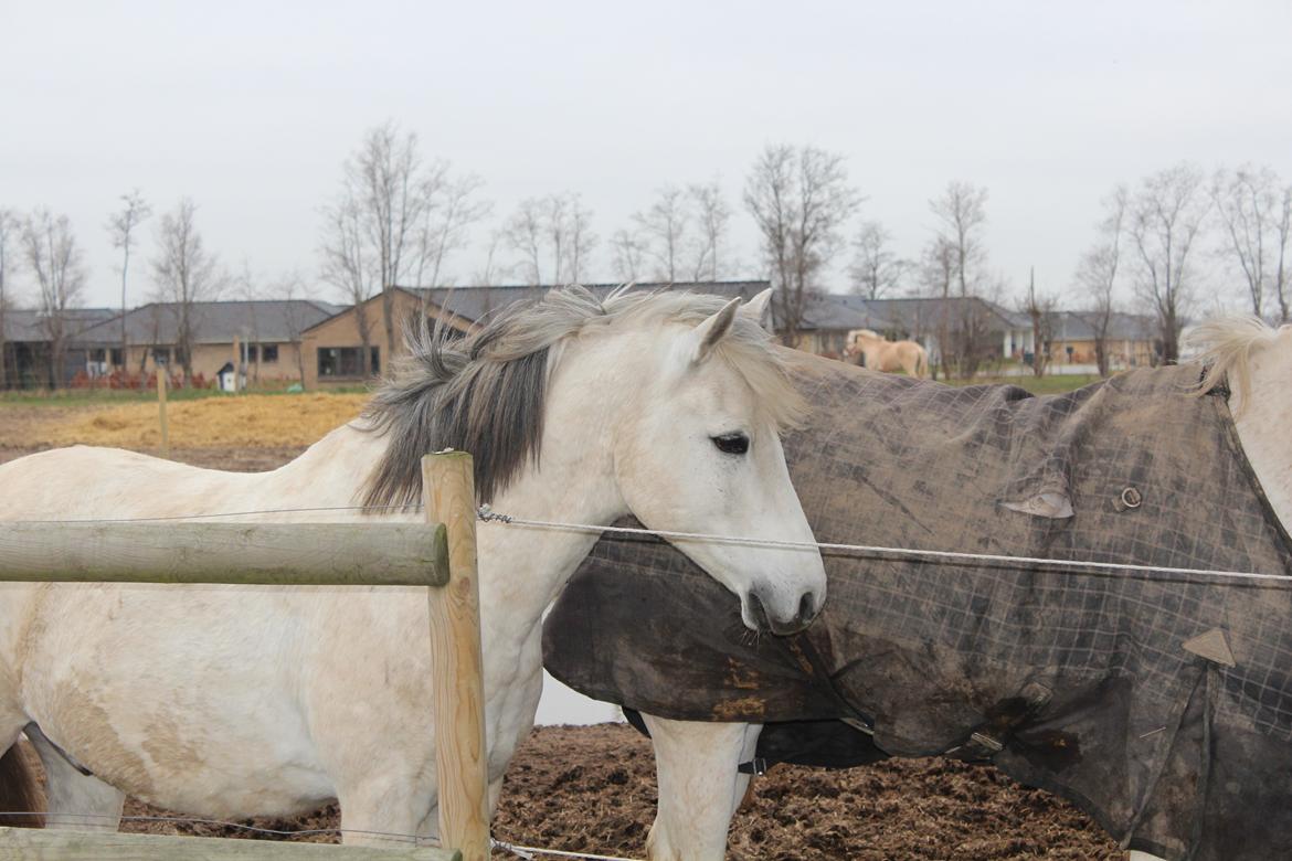 Tysk Sportspony Labello billede 4