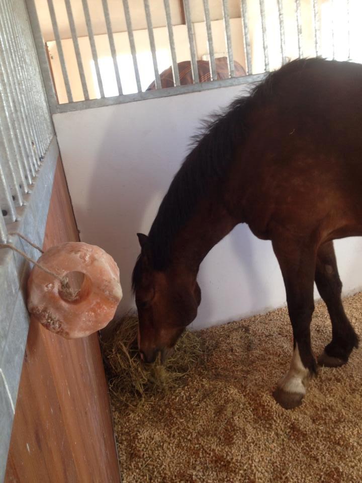 Anden særlig race Django [tidligere lånepony] billede 7