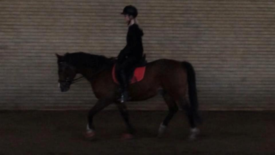 Anden særlig race Django [tidligere lånepony] billede 3