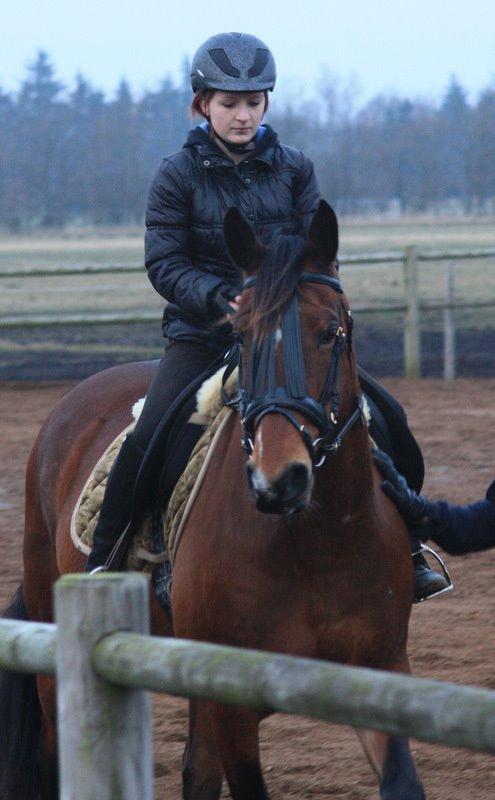 Anden særlig race Dakota - Min smukke ridehest. <3 - Foto: Frederik Nørgaard billede 9