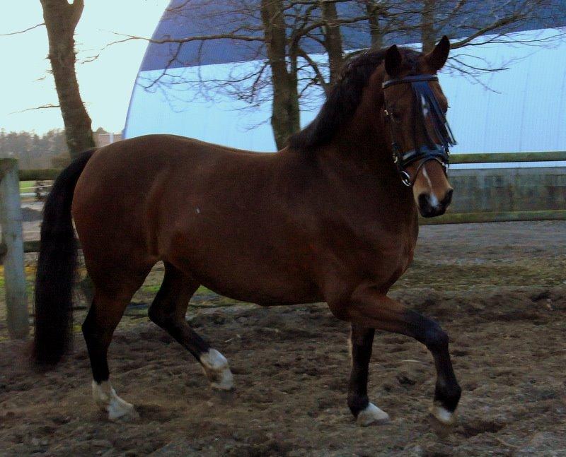 Anden særlig race Dakota - Foto: Mig billede 8