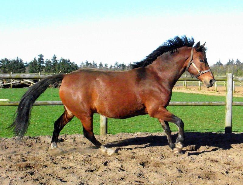 Anden særlig race Dakota - Foto: Mig billede 2