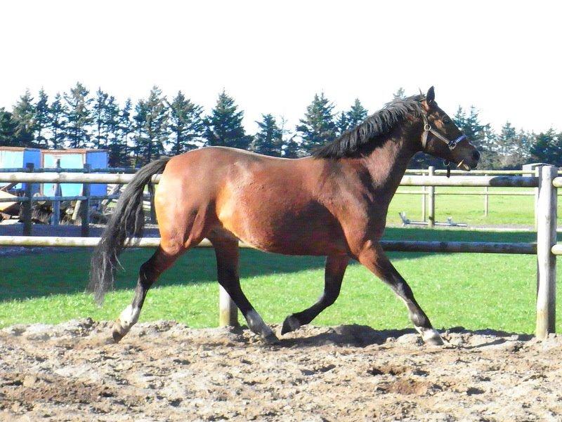 Anden særlig race Dakota - Foto: Mig billede 3
