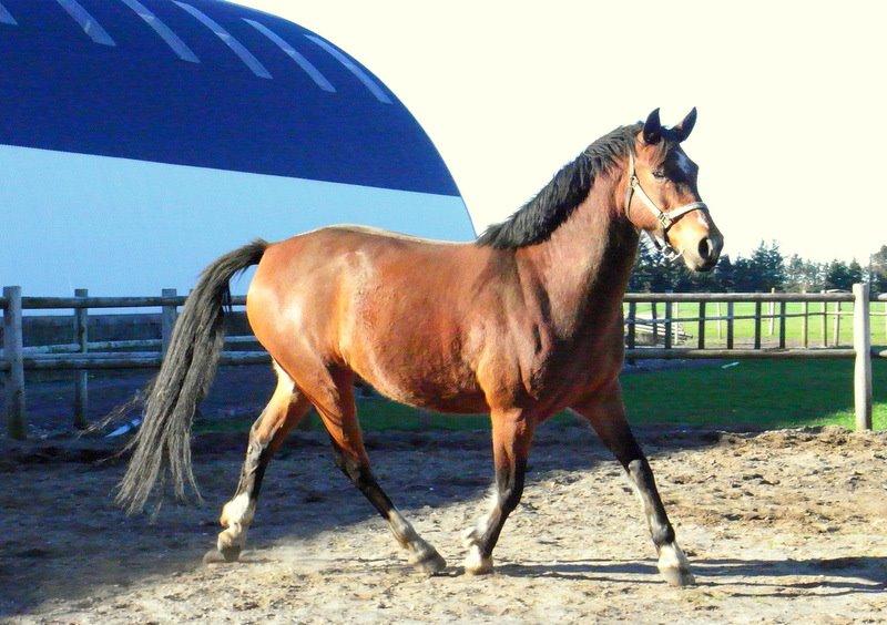 Anden særlig race Dakota - Min smukke dreng. <3 Han skal nok ende med at blive en fin dressur mulle! :) - Foto: Mig billede 1