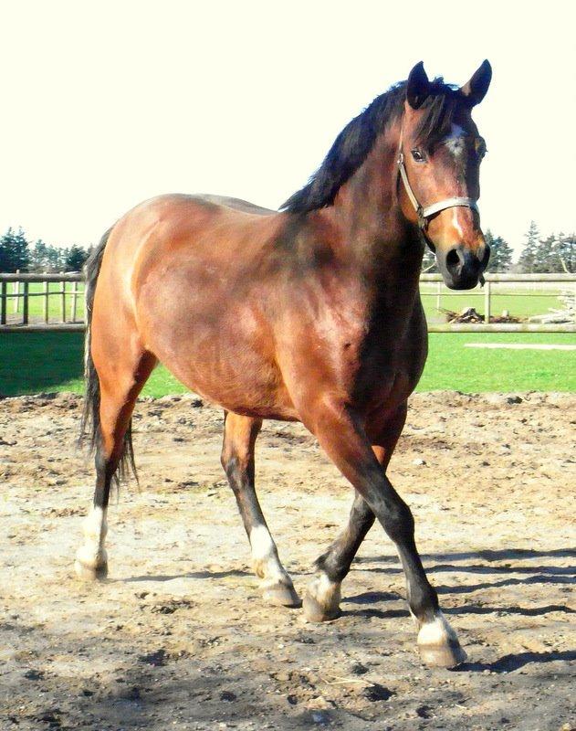 Anden særlig race Dakota - Foto: Mig billede 4