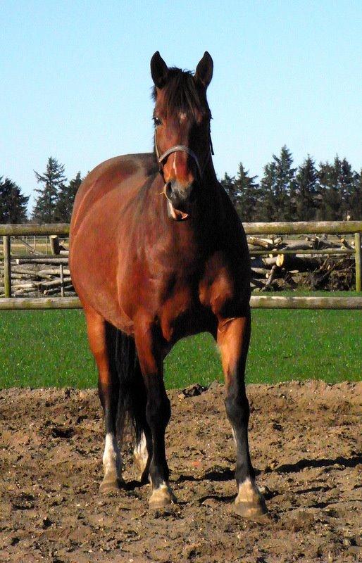 Anden særlig race Dakota - Foto: Mig billede 5