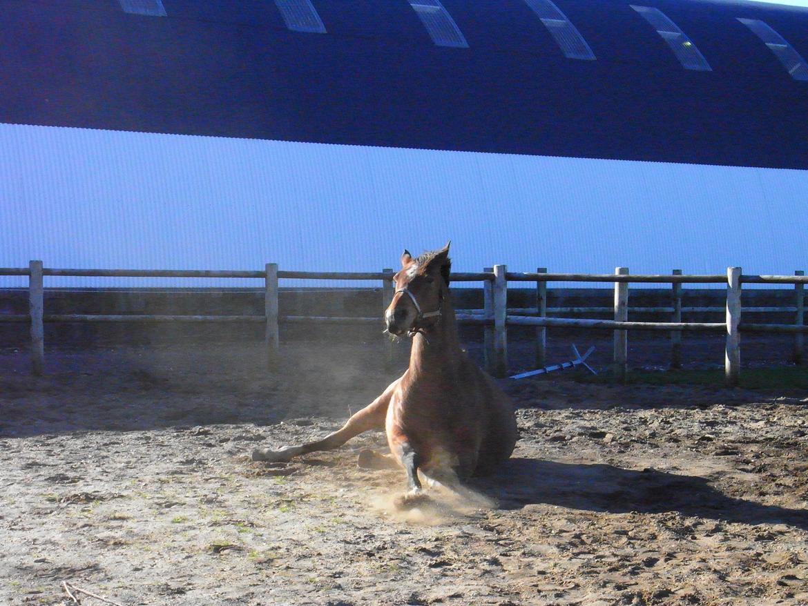 Anden særlig race Dakota - Op med dig tykke. :P - Foto: Mig billede 7