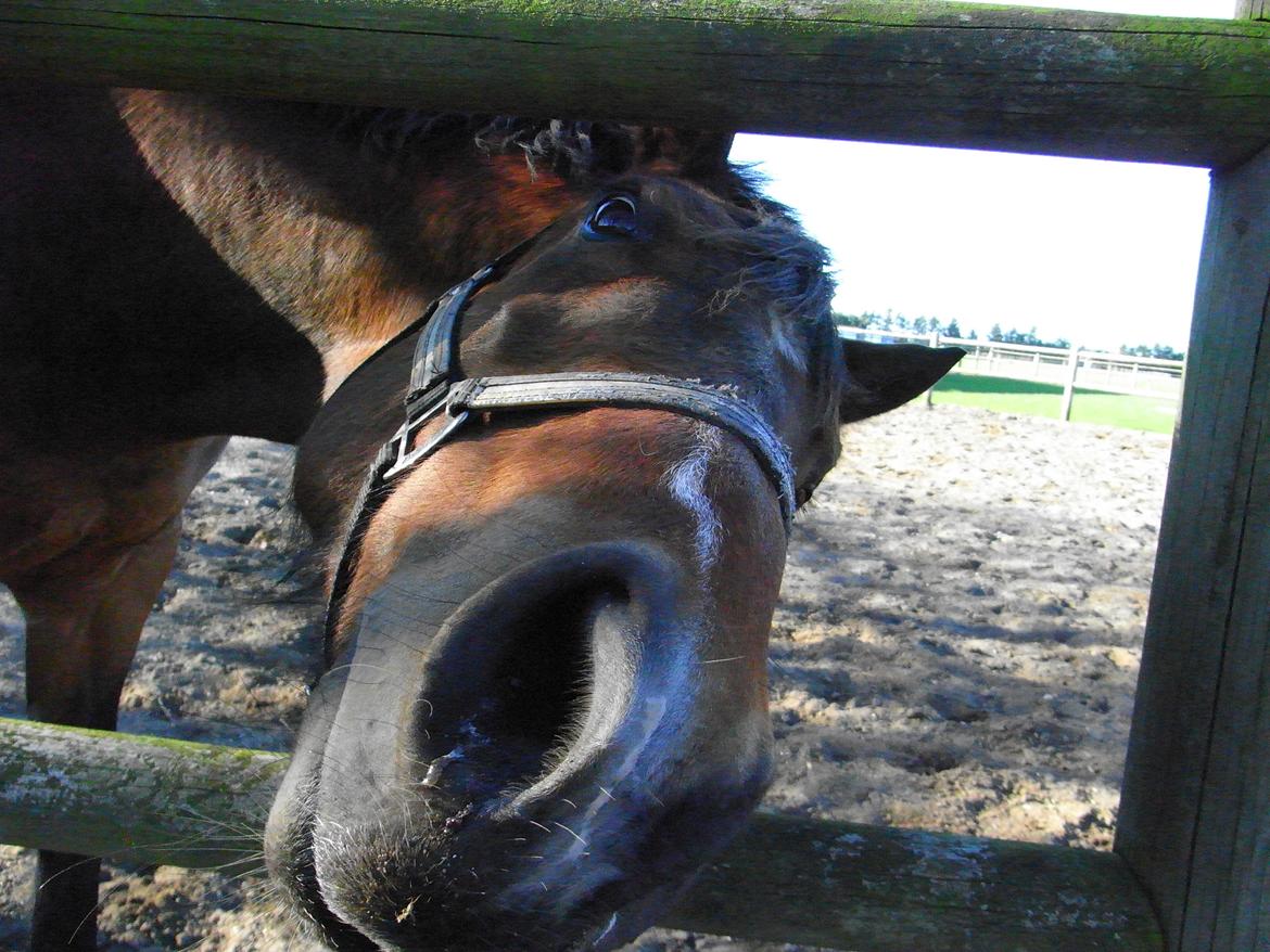 Anden særlig race Dakota - Kota siger HEEEJ MOOAAR. :P - Foto: Mig billede 6