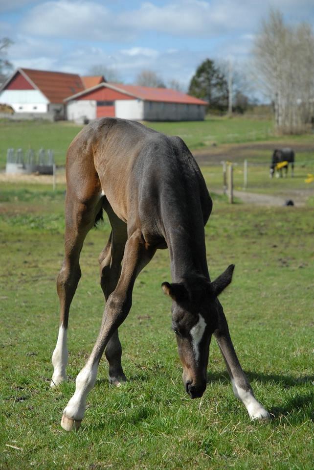 Dansk Varmblod Call Mee Zorba - Zorba på fold d. 18-04-14 billede 14