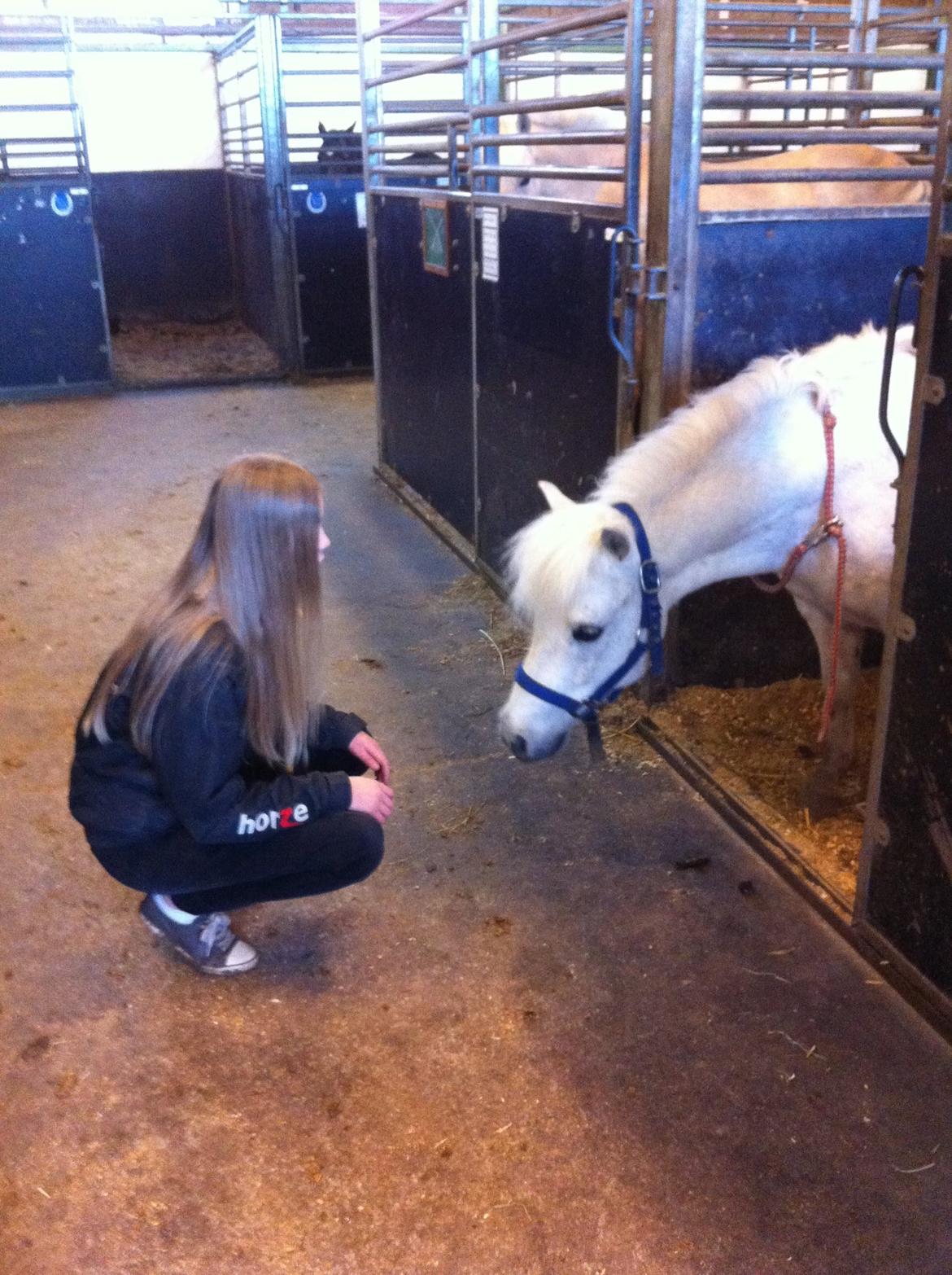 Welsh Mountain (sec A) Loke - "If I could give you one thing in life, I would give you the ability to see yourself through my eyes, only then you would realize how special you are to me." billede 7