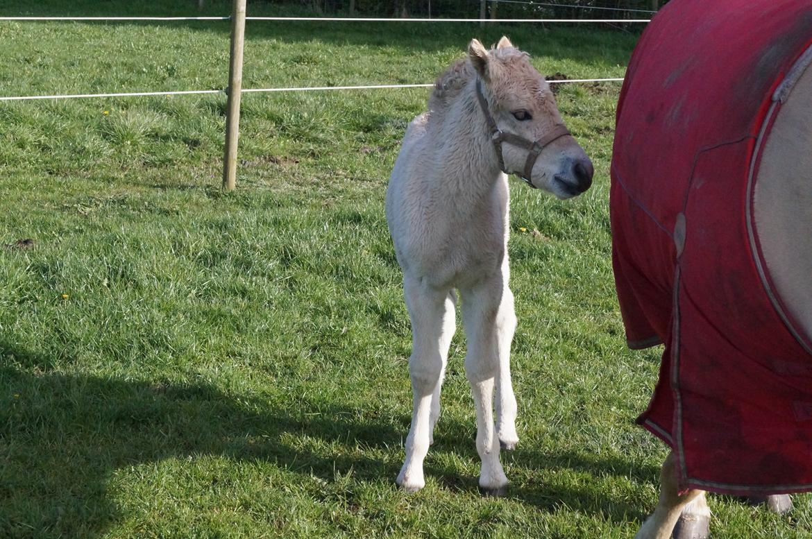 Fjordhest Højgaards Vanilla *Baby* Solgt - 18/4 billede 17