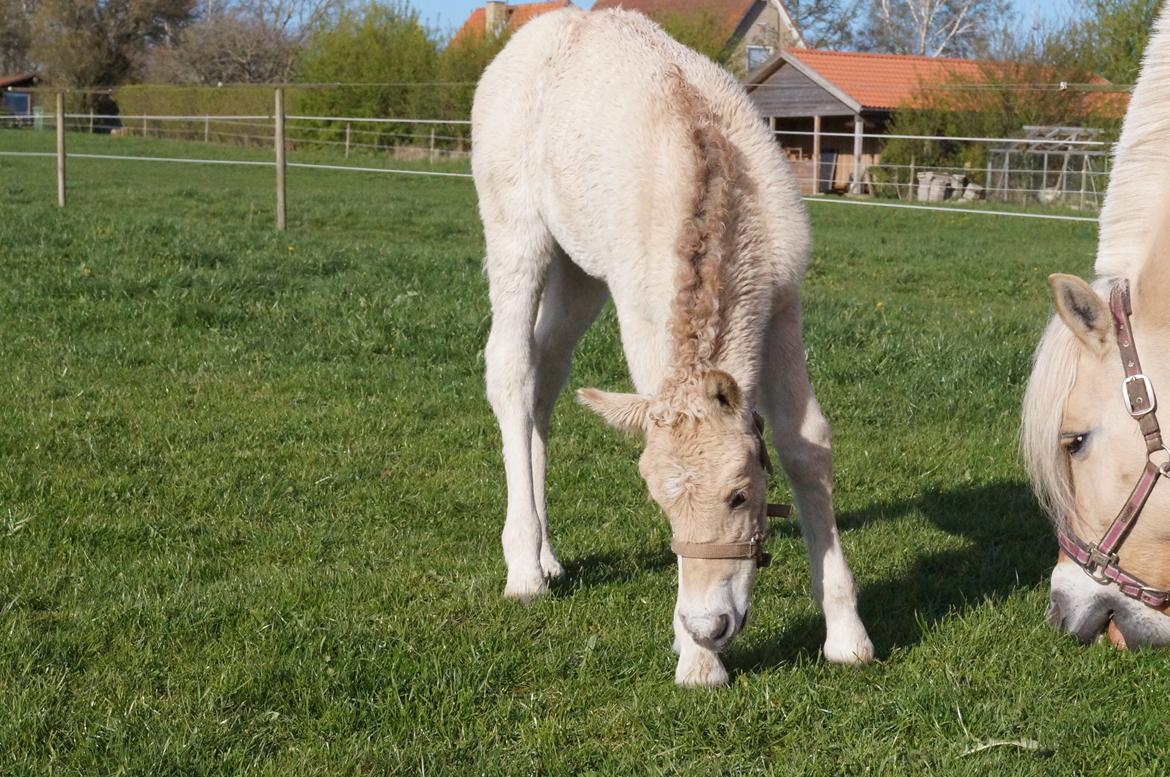 Fjordhest Højgaards Vanilla *Baby* Solgt - 18/4 2014 billede 20