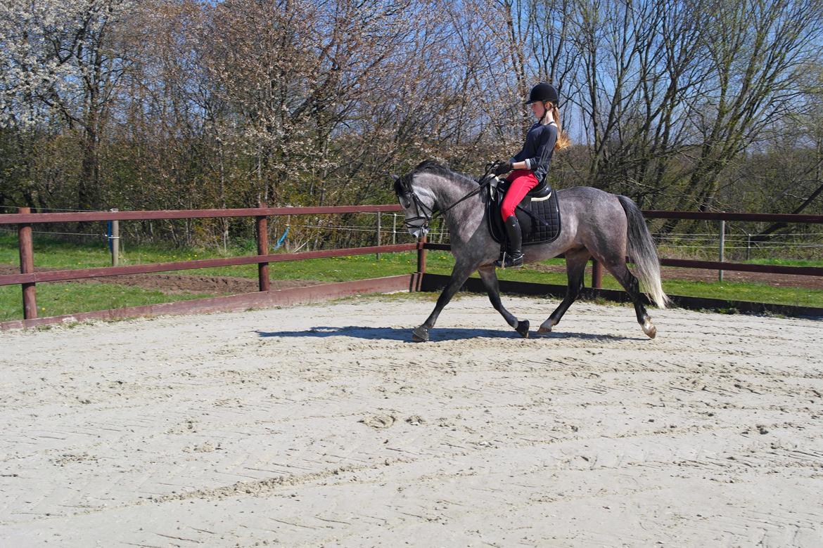 Welsh Pony (sec B) Kirkelodgaard's Milan billede 9