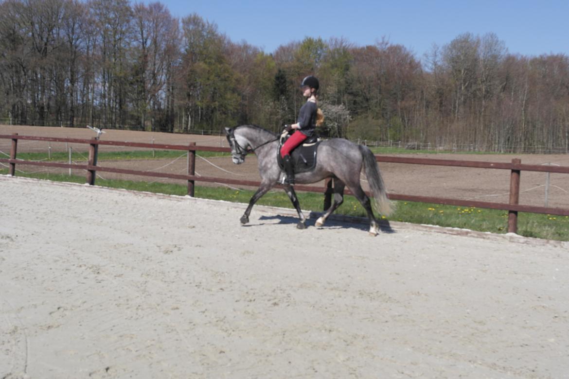Welsh Pony (sec B) Kirkelodgaard's Milan billede 10
