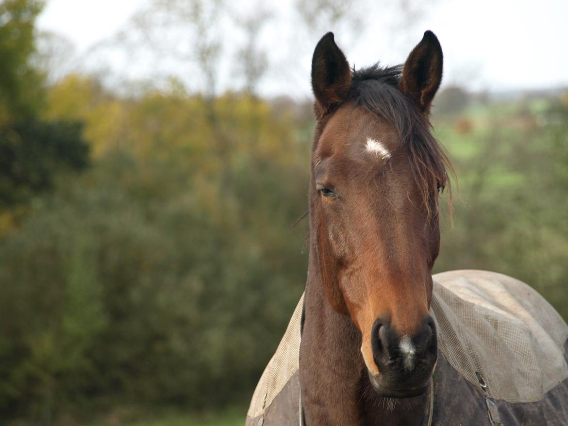 Dansk Varmblod Astina billede 15