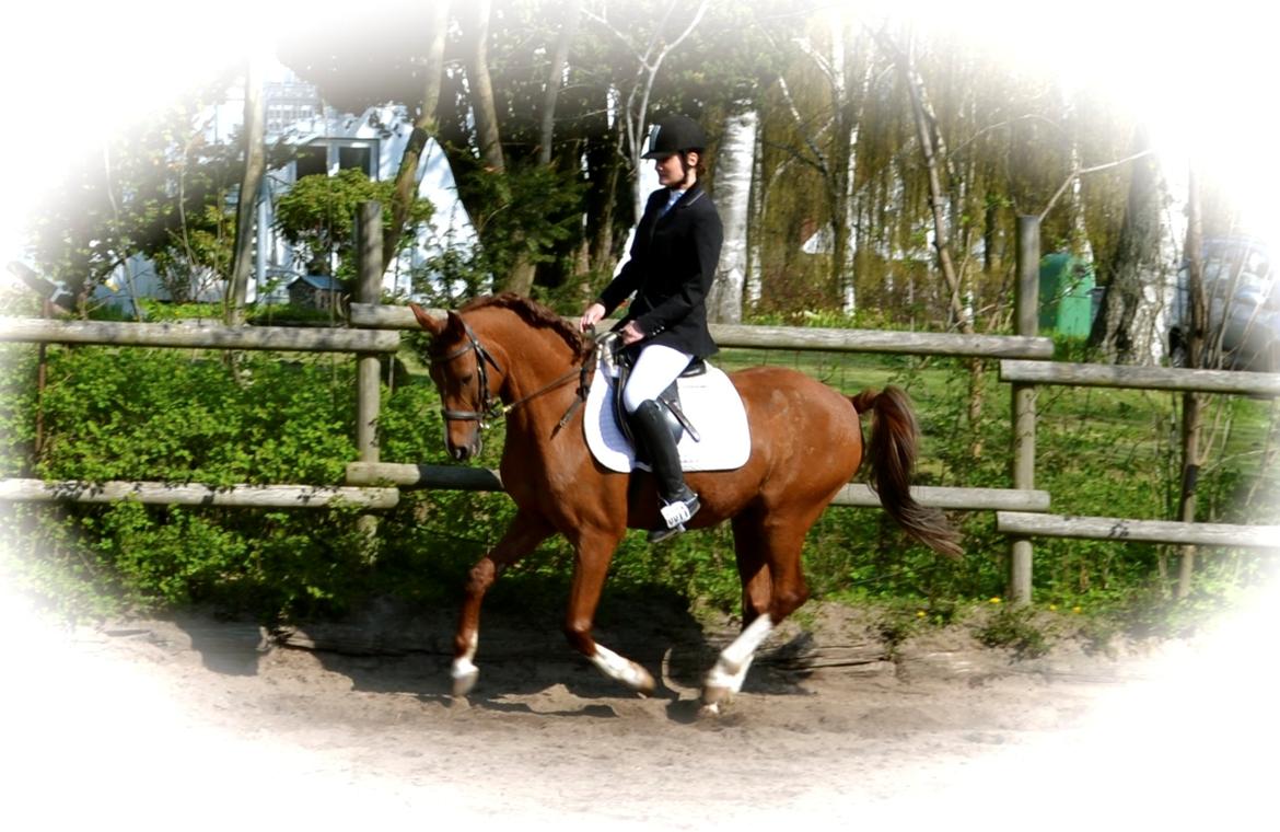 Anden særlig race Diablo - Min babyyyy <3 billede 8