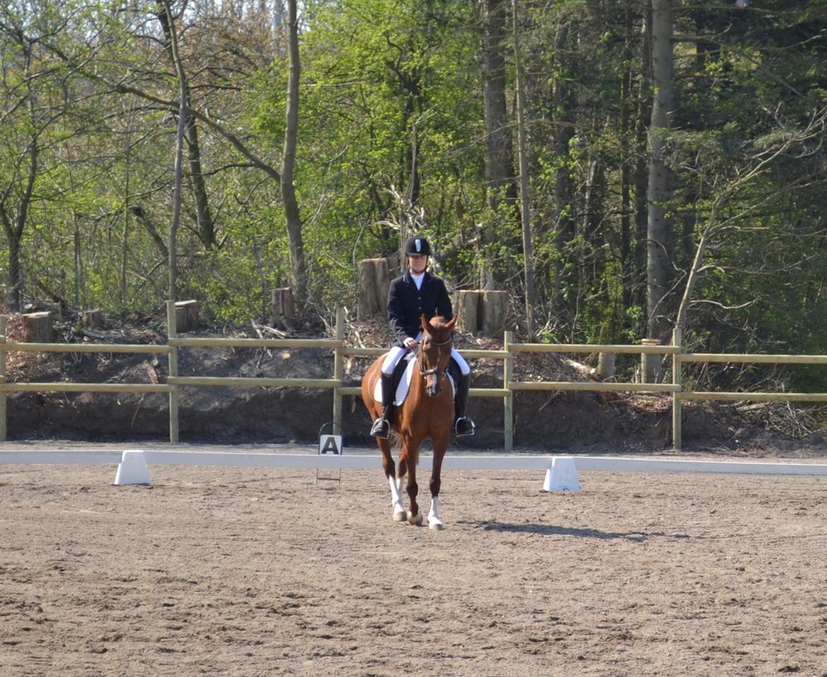 Anden særlig race Diablo - Winners never quit, and quitters never win  billede 15