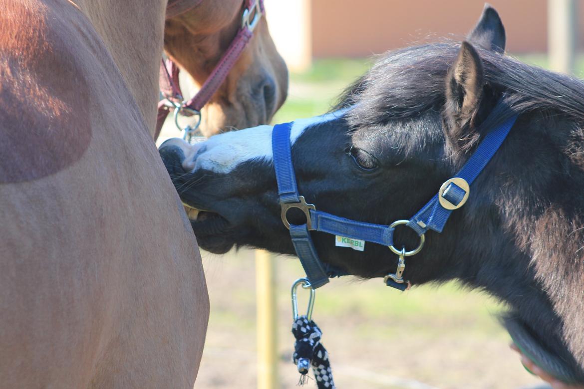 Welsh Pony (sec B) Dodi billede 18