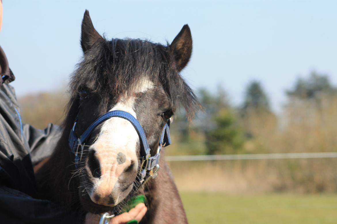 Welsh Pony (sec B) Dodi billede 19