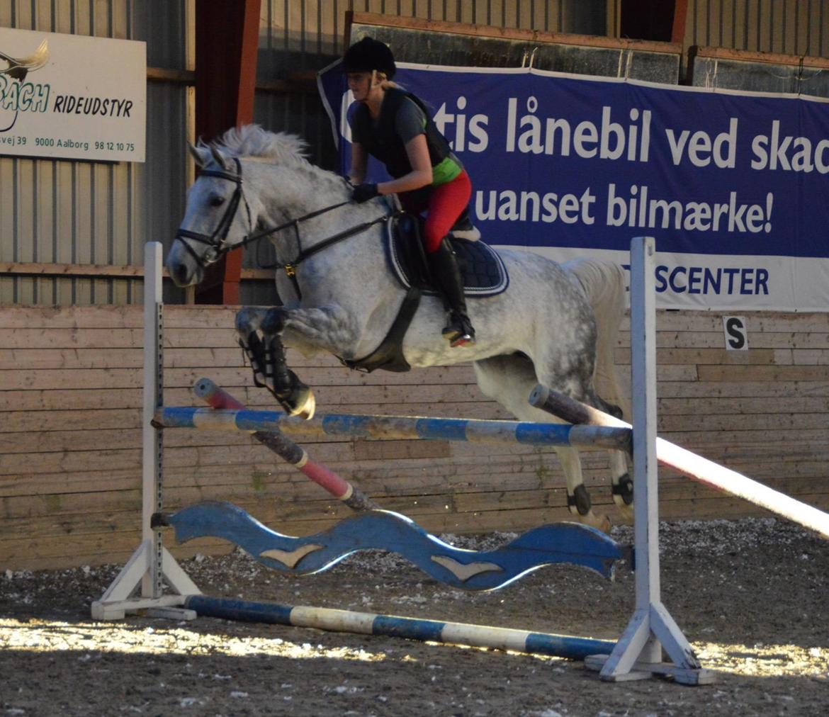 Dansk Varmblod Agathe billede 17