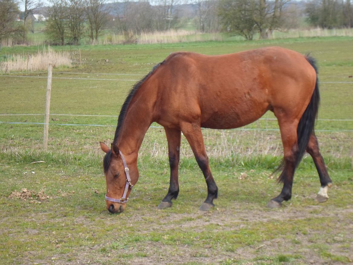 Fuldblod (XX) Lady Dominique<3<3<3<3 Solgt billede 7