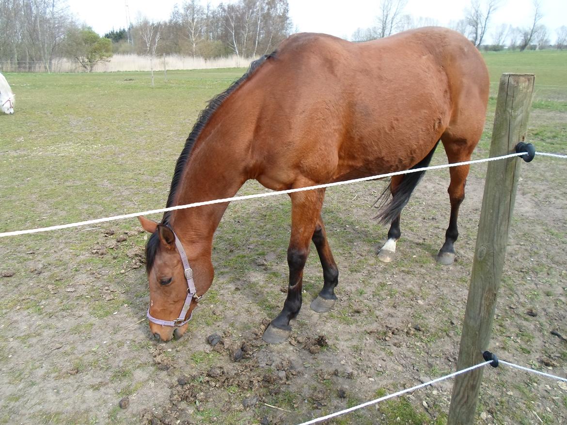 Fuldblod (XX) Lady Dominique<3<3<3<3 Solgt billede 6