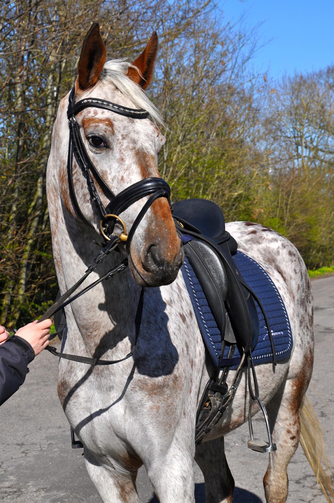 Appaloosa Cassiopaia - Paia, sidste dag inden afejse mod ny ejer d. 14/4-14 billede 14