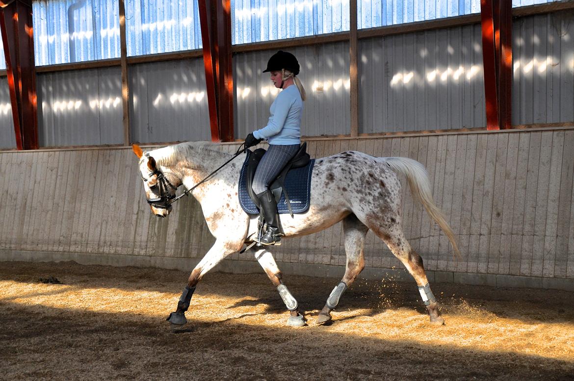 Appaloosa Cassiopaia - Mulle, den sidste ridetur inden afrejse mod ny ejer, d. 14/4-14 billede 10