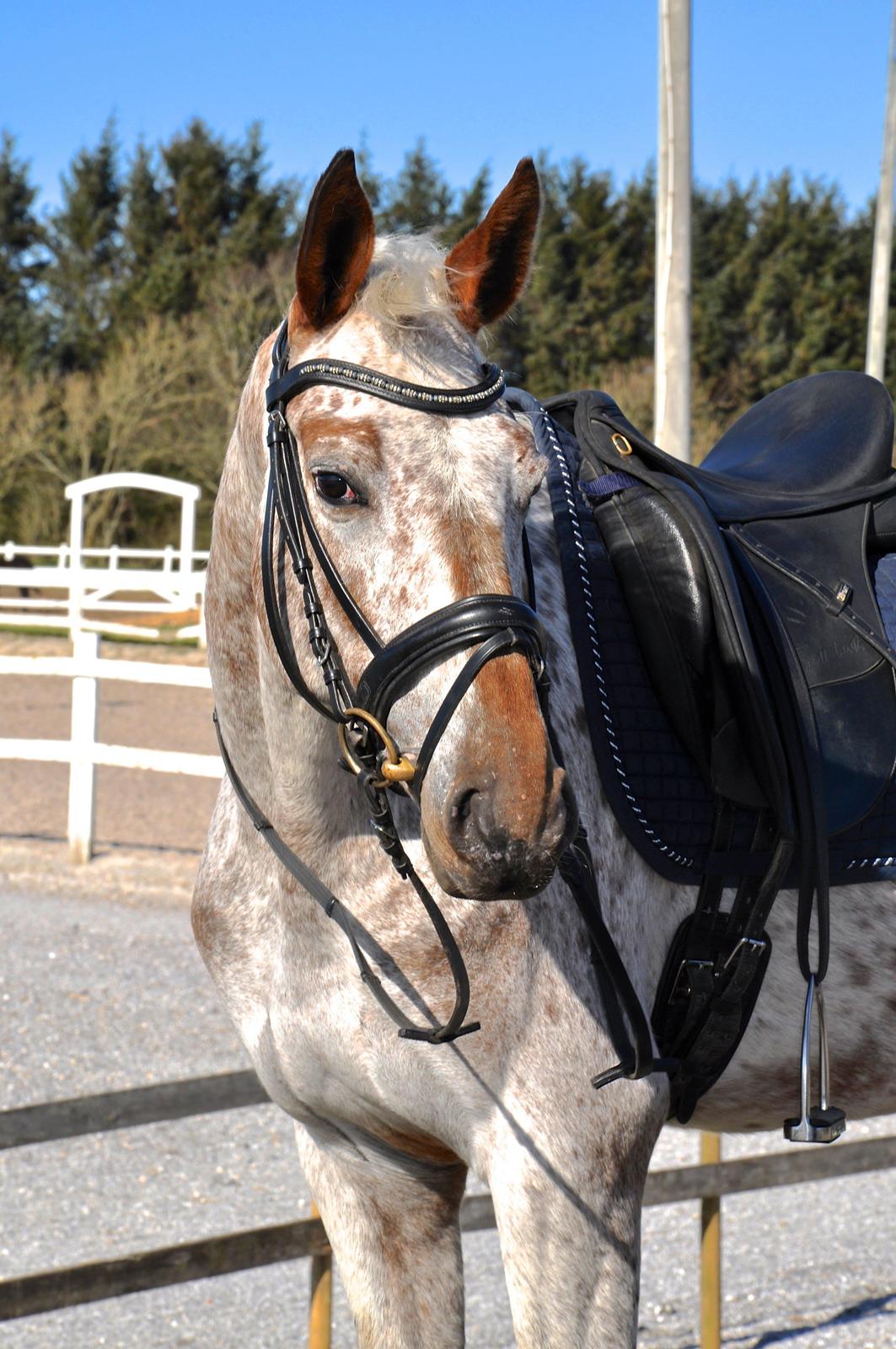 Appaloosa Cassiopaia - Smukke skat ♥ billede 1