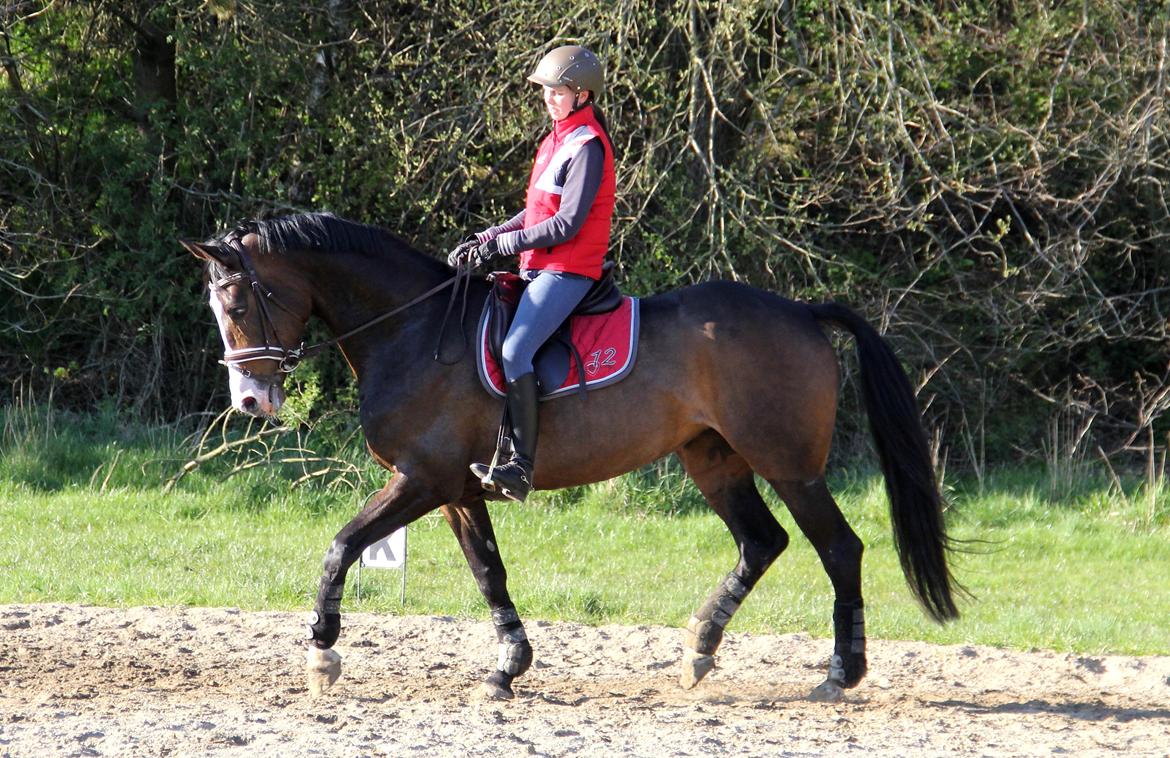 Dansk Varmblod FLINTEGÅRDENS GRANDESSA billede 12