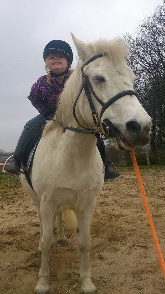 Welsh Mountain (sec A) Isabella - Min søde niece er nu klar til sin første pony! billede 17
