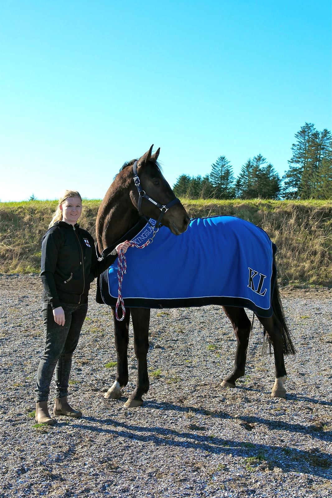 Dansk Varmblod Lexus billede 11