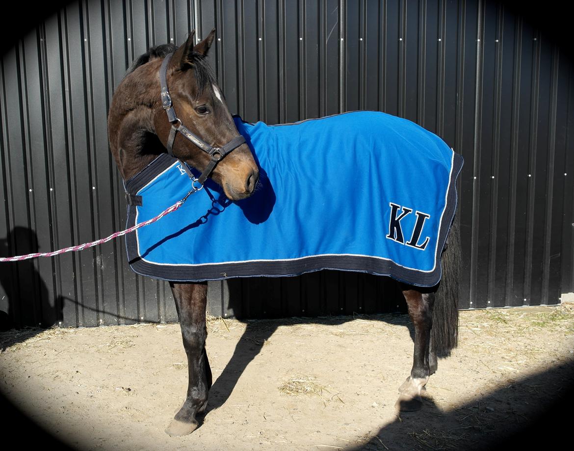 Dansk Varmblod Lexus billede 10