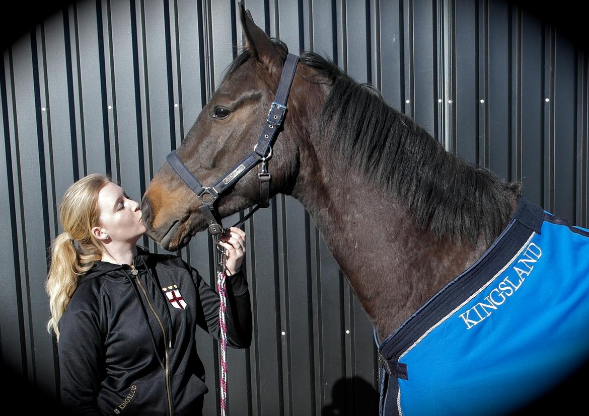 Dansk Varmblod Lexus billede 8