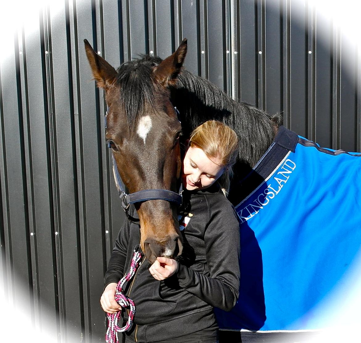 Dansk Varmblod Lexus billede 9