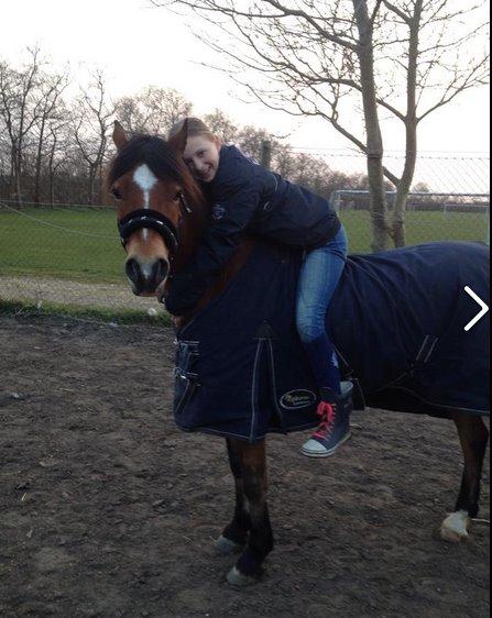 Welsh Cob (sec D) Rughavens Chivas billede 18