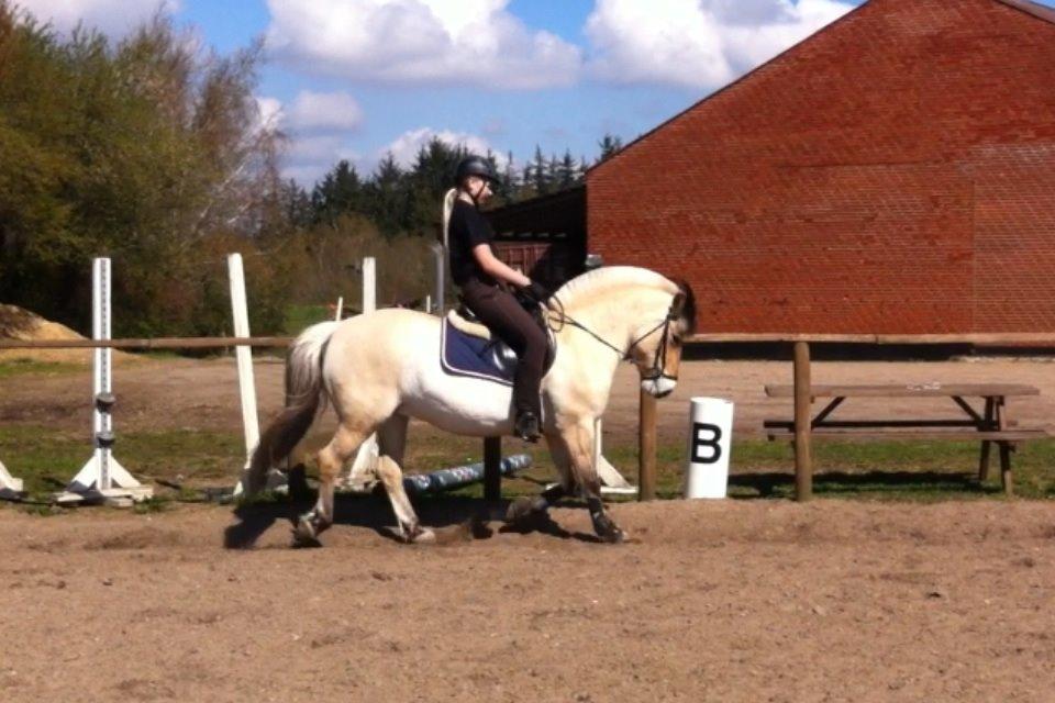 Fjordhest Camilla billede 18