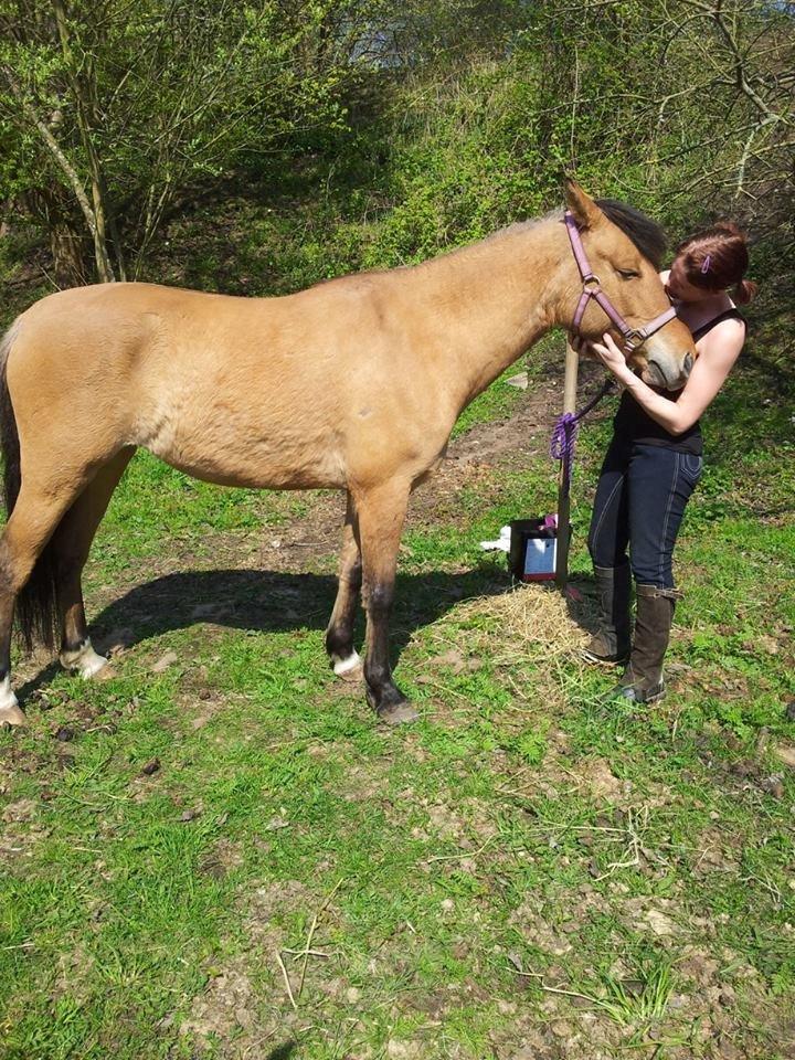 Anden særlig race Unica star billede 27