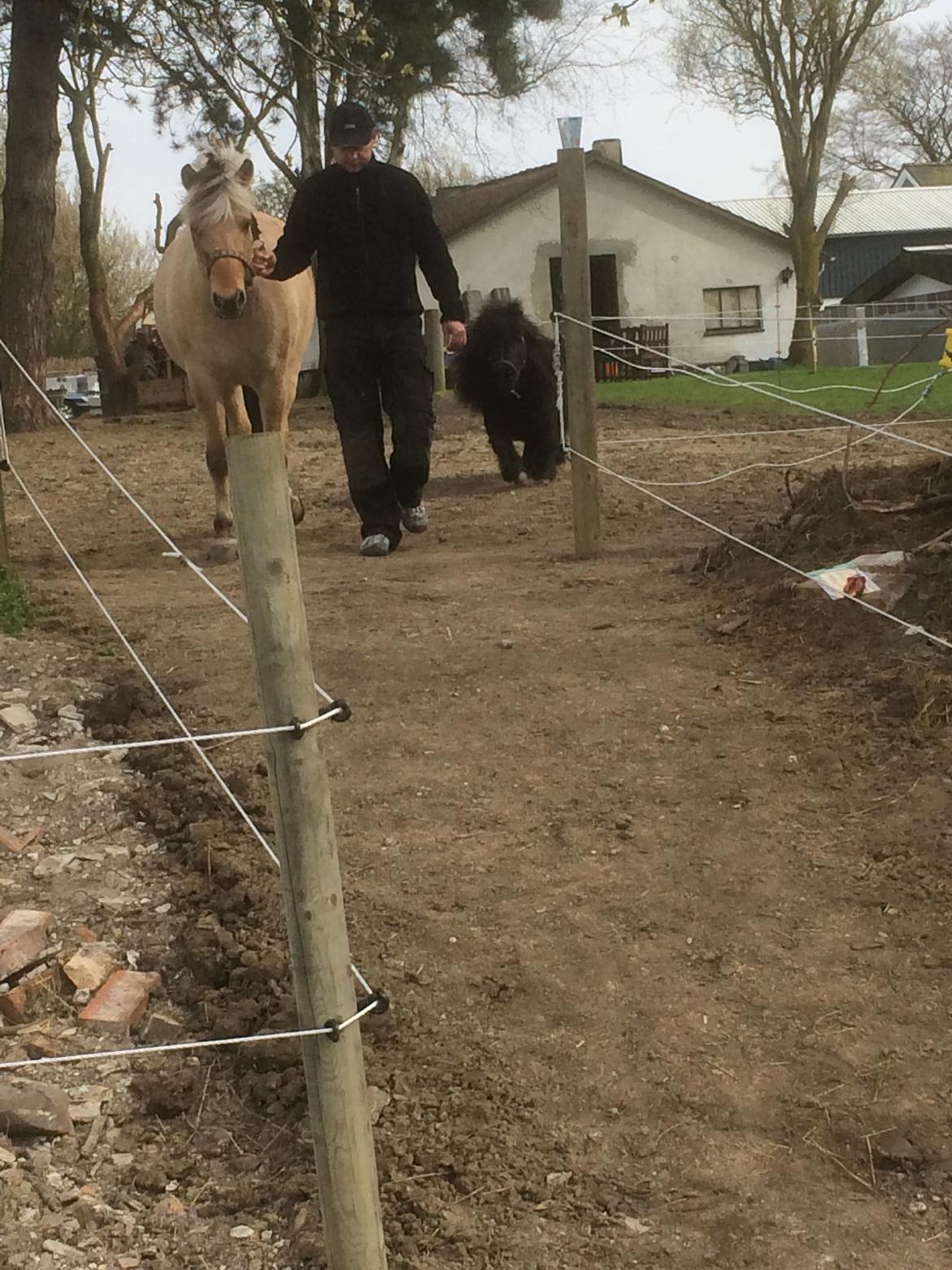 Shetlænder Buster. Tidl pony nu bosat hos Anette i det jyske billede 9
