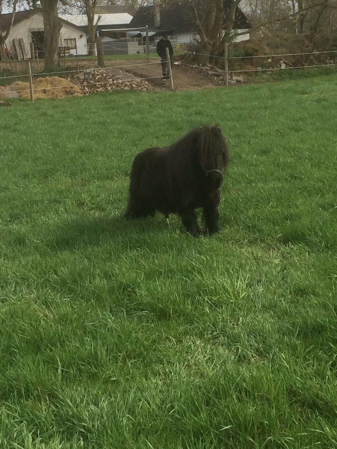 Shetlænder Buster. Tidl pony nu bosat hos Anette i det jyske billede 10