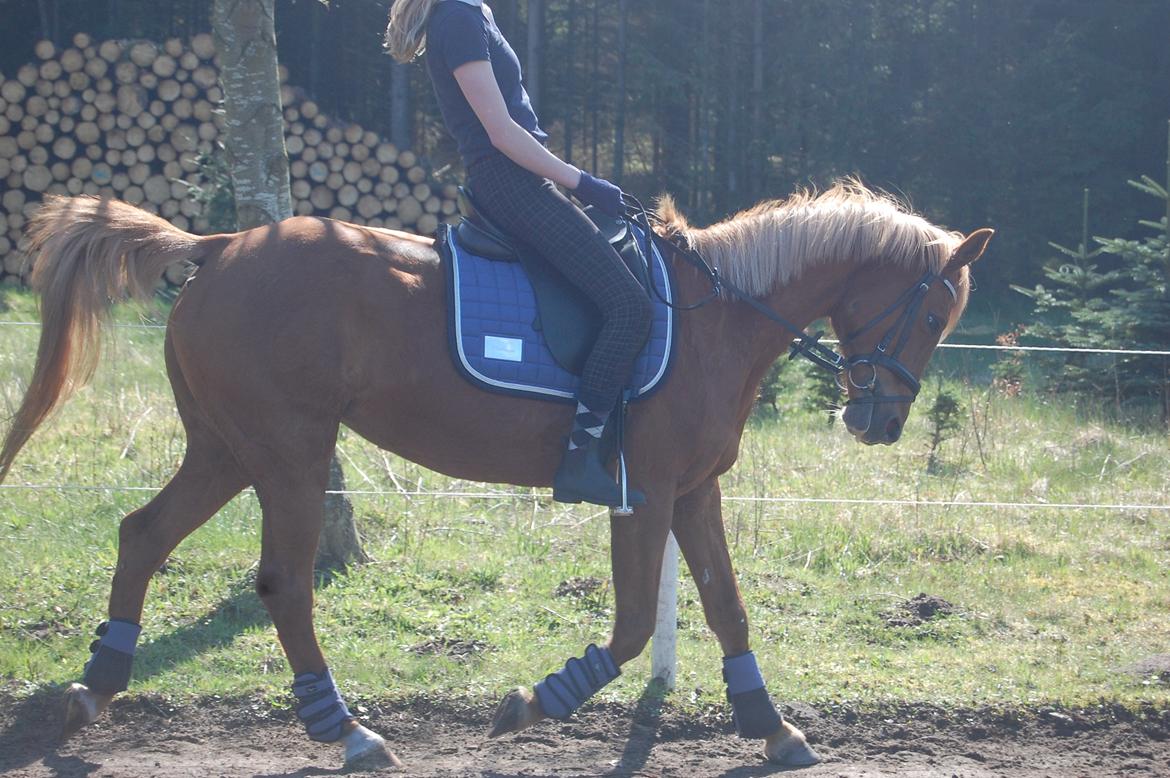 Hollandsk Sportspony Lucky ~ Min prinsesse <33 - Smukke. billede 9