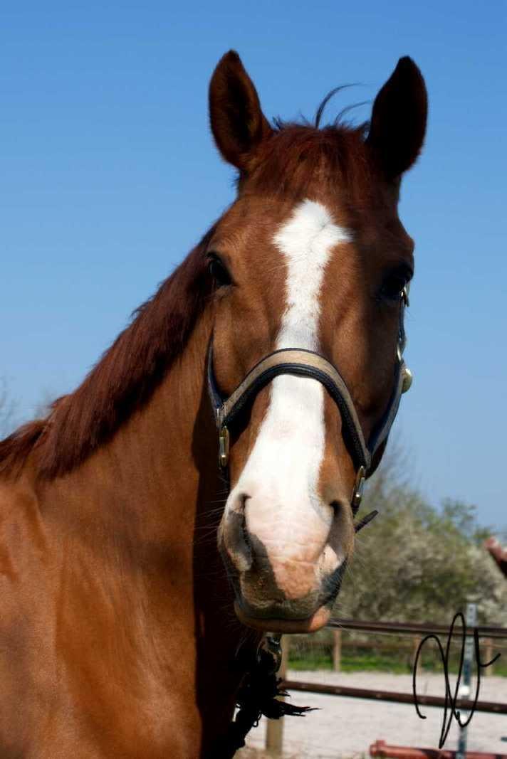 Anden særlig race Shiraz <3 billede 1