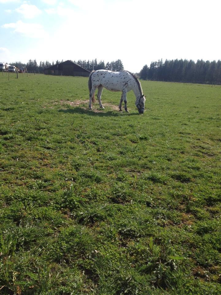 Knabstrupper Nevara Shadow aka. Punto - På fold uden dækken for første gang i år 19/04-2014 billede 8